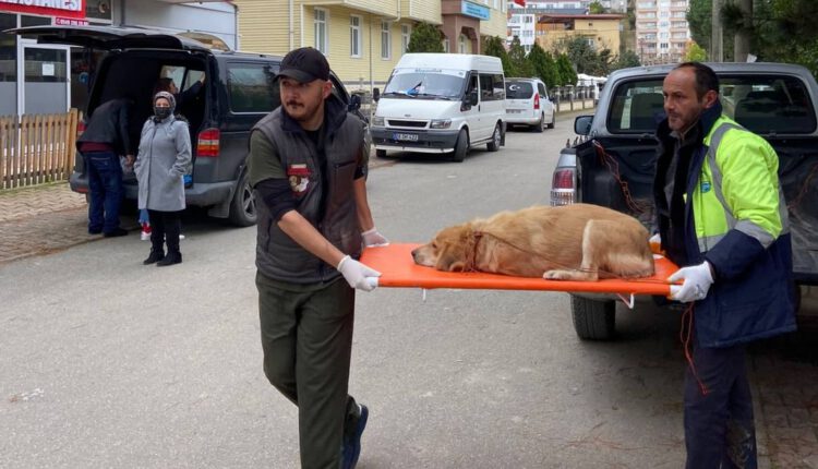 Başkan Görgülüoğlu Can Dostlarımız Yanındayız (2)