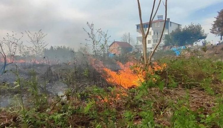 Eynesil’de Çıkan Yangında 80 Dönüm Arazi Yandı (3)