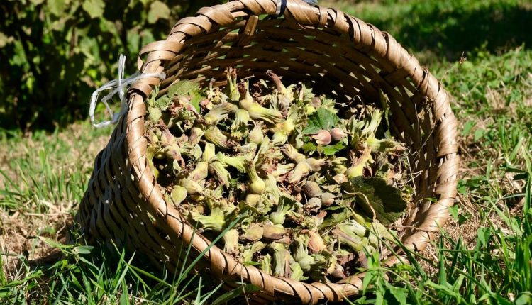 Başkan Köse’den Fındık Üreticilerine Sürpriz Ziyaret (1)