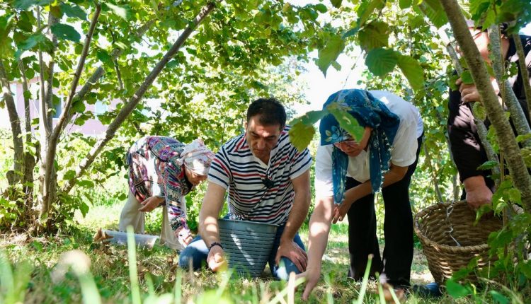 Başkan Köse’den Fındık Üreticilerine Sürpriz Ziyaret (2)