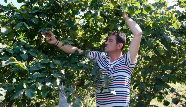 Başkan Köse’den Fındık Üreticilerine Sürpriz Ziyaret (4)