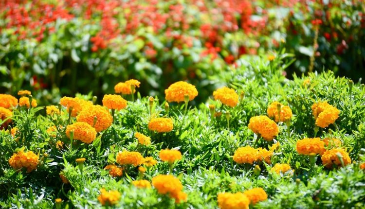 Belediye Çiçek Serasında Yoğunluk Arttı (5)