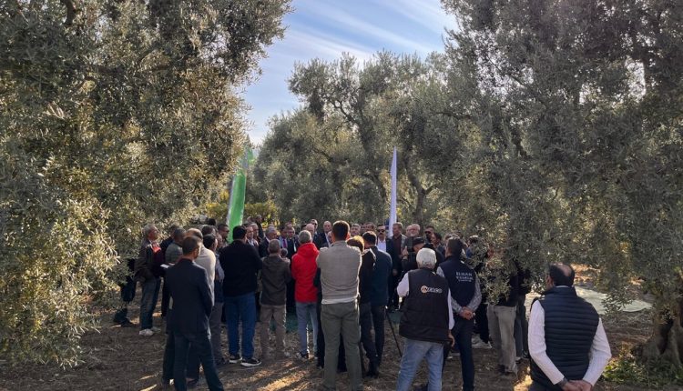 Bursa İznik zeytin hasadı (1)