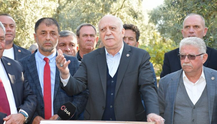 Bursa İznik zeytin hasadı (1)