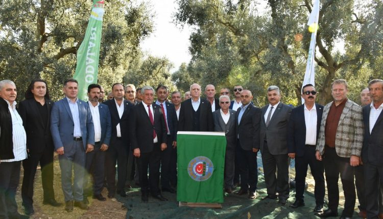 Bursa İznik zeytin hasadı (4)